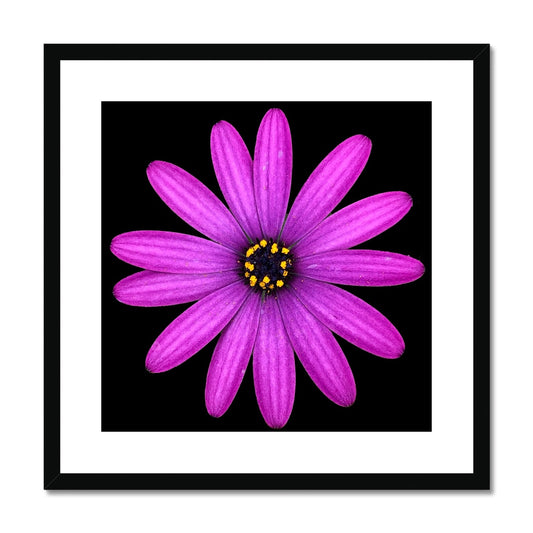 Pink Flower Print 'Osteospermum Tresco Purple' Framed & Mounted Print - Nature of Flowers