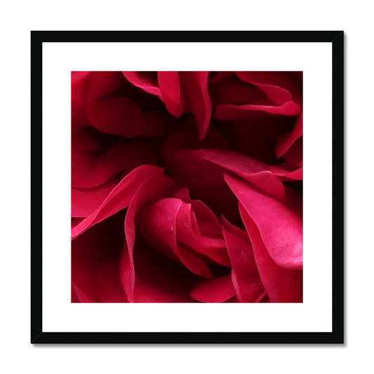Red Rose Macro Flower Framed & Mounted Print
