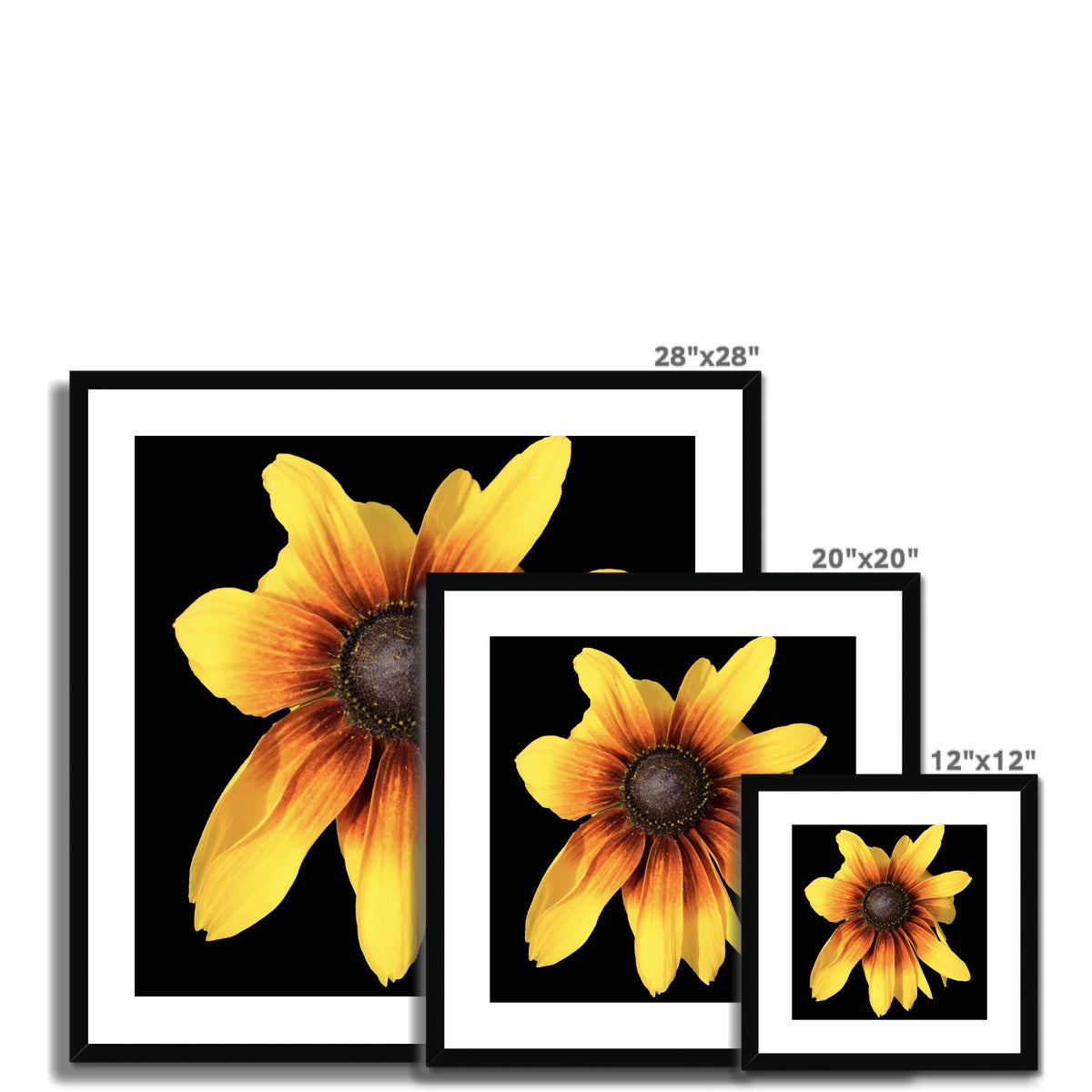 Yellow Flower Print 'Rudbeckia Golden jubilee' Framed & Mounted Print - Nature of Flowers