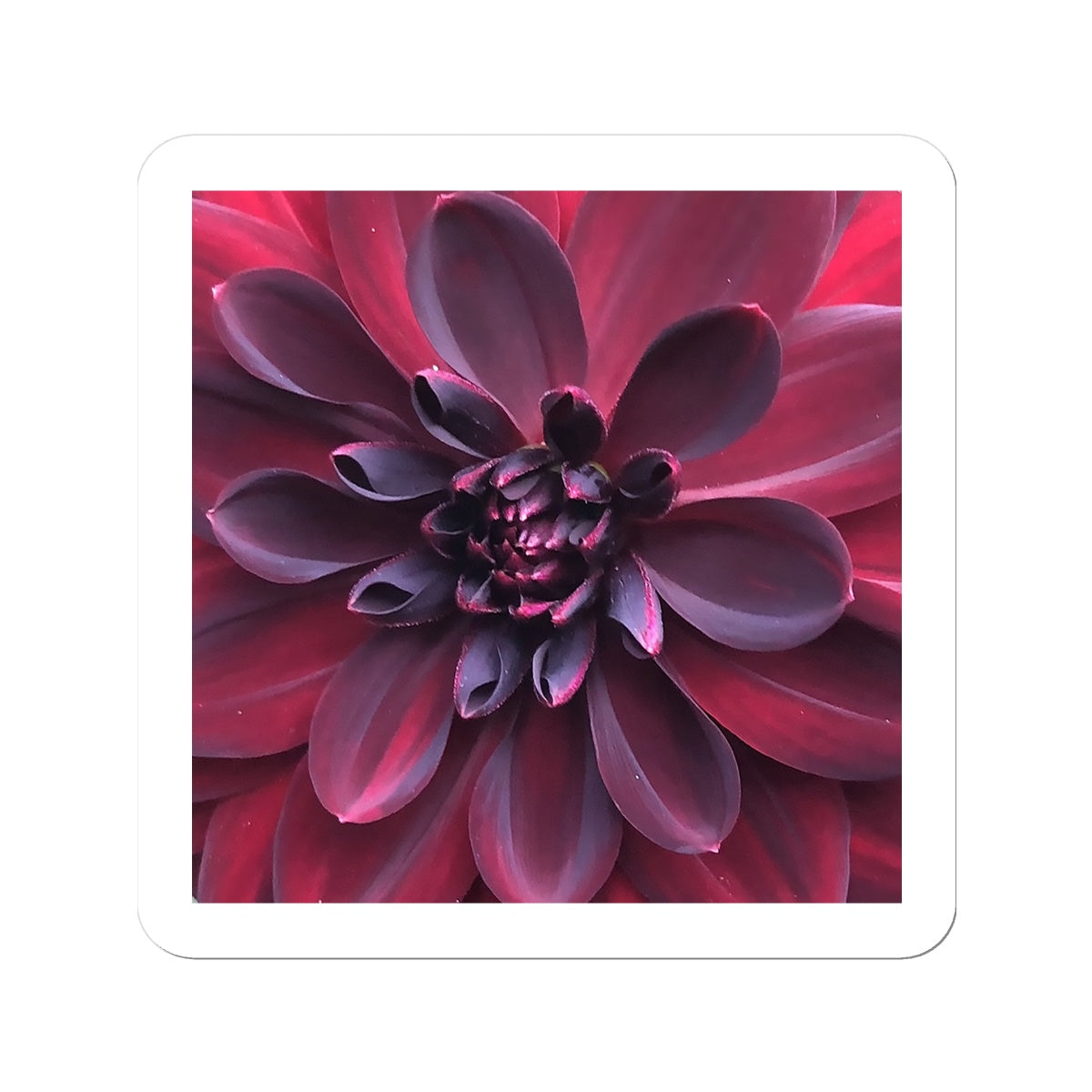 Deep Red Dahlia Macro Flower Sticker
