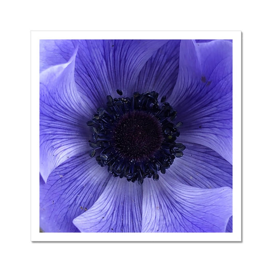 Blue Anemone Macro Flower C-Type Print
