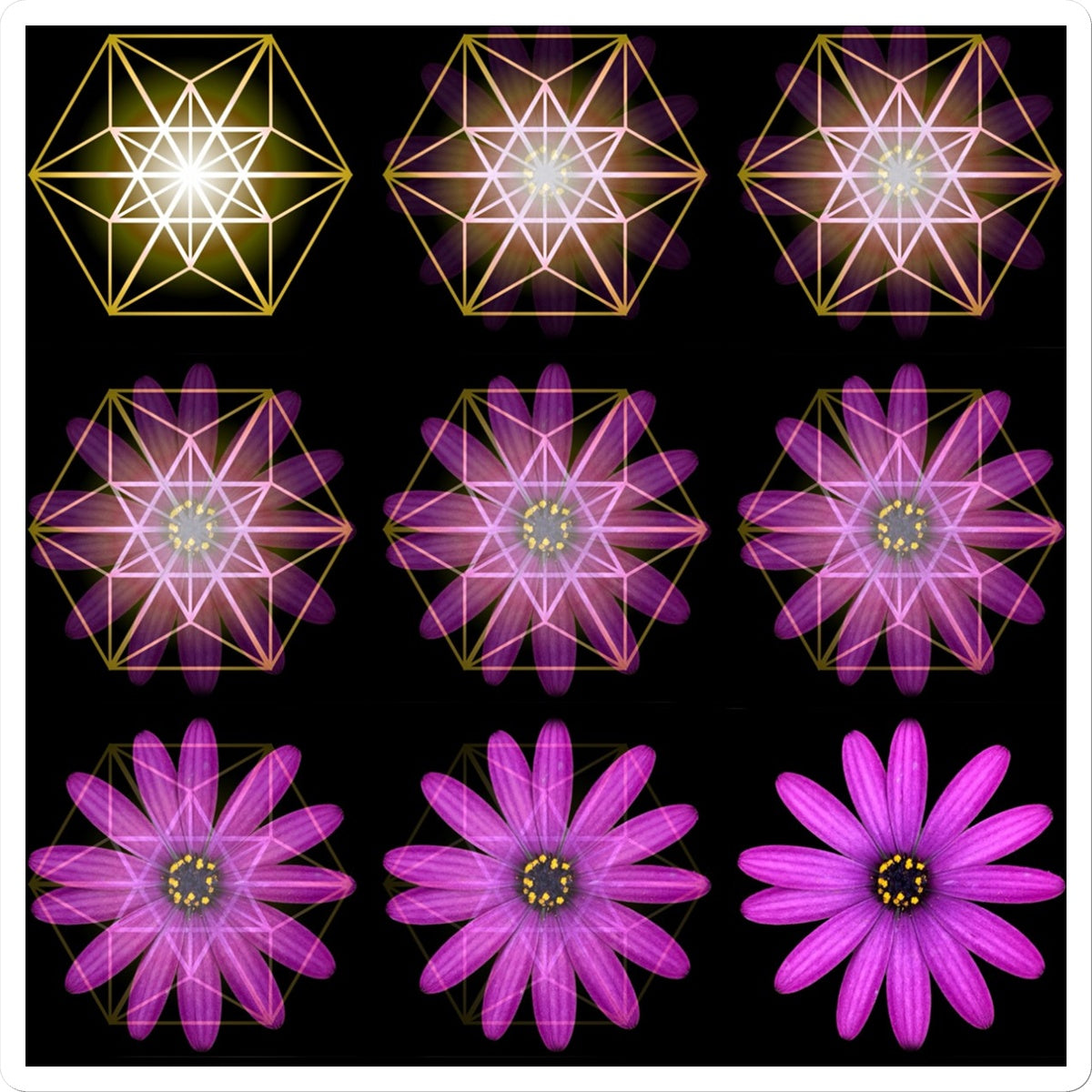 The Geometry of a Flower 1 Sticker