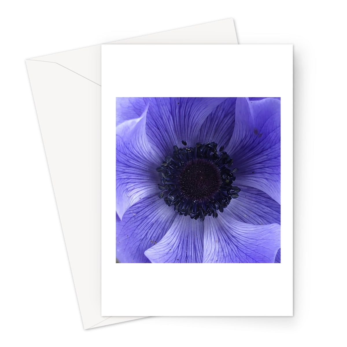 Blue Anemone Macro Flower Greeting Card