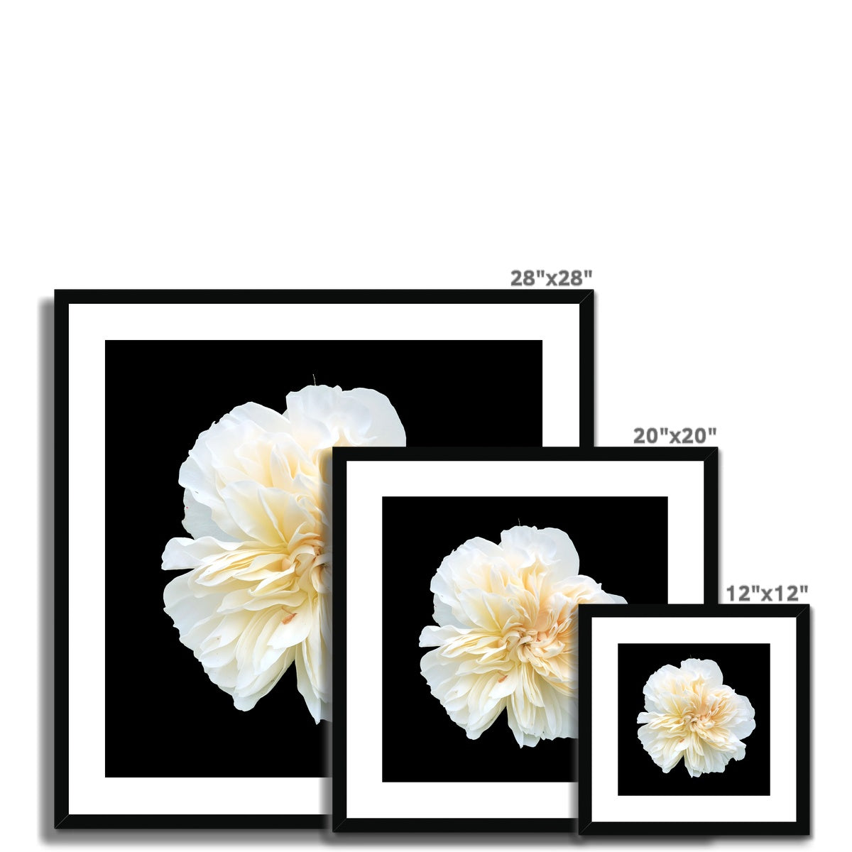 White Rose Print Framed & Mounted Print