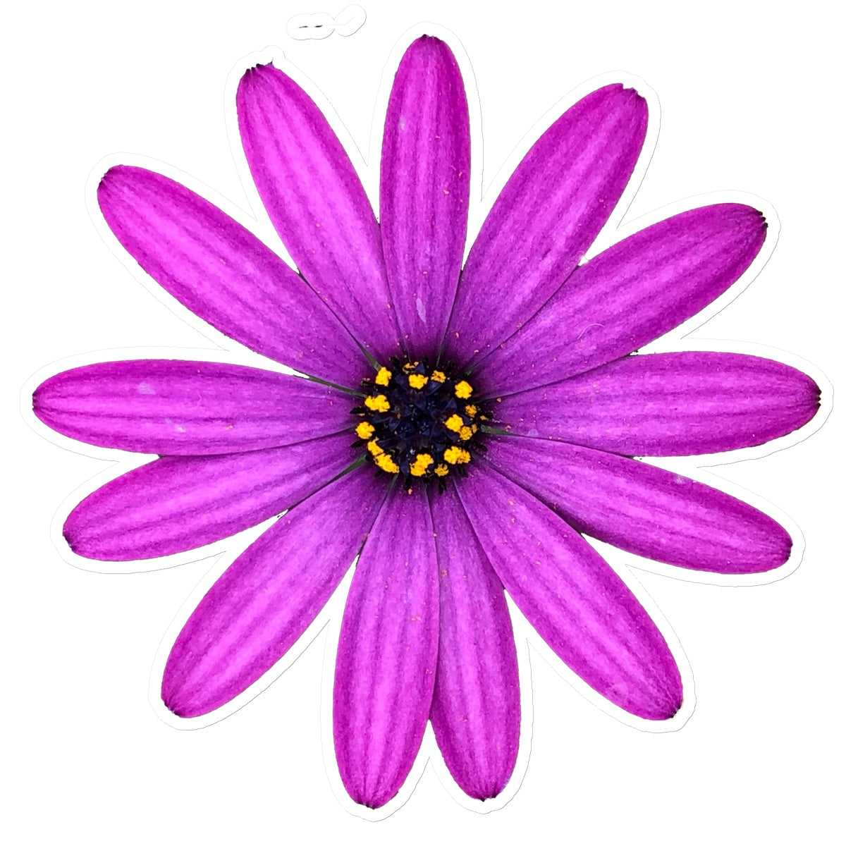 Pink Flower 'Osteospermum Tresco Purple' Sticker