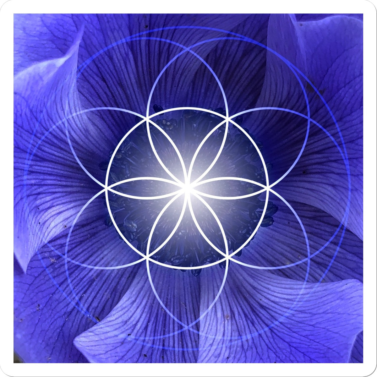 Blue Flower Seed of Life Sticker