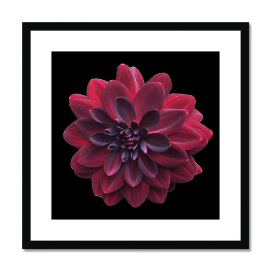Red Dahlia Print Framed & Mounted Print - Nature of Flowers