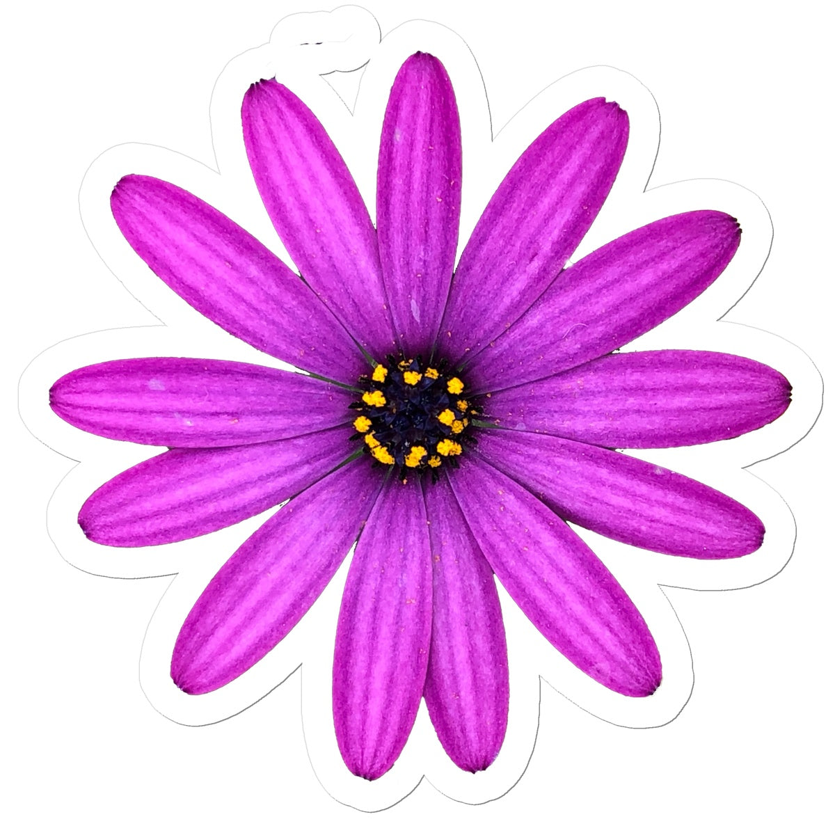 Pink Flower 'Osteospermum Tresco Purple' Sticker