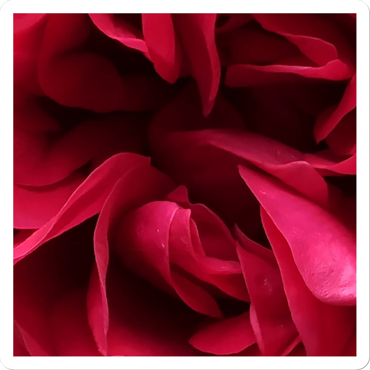 Red Rose Macro Flower Sticker