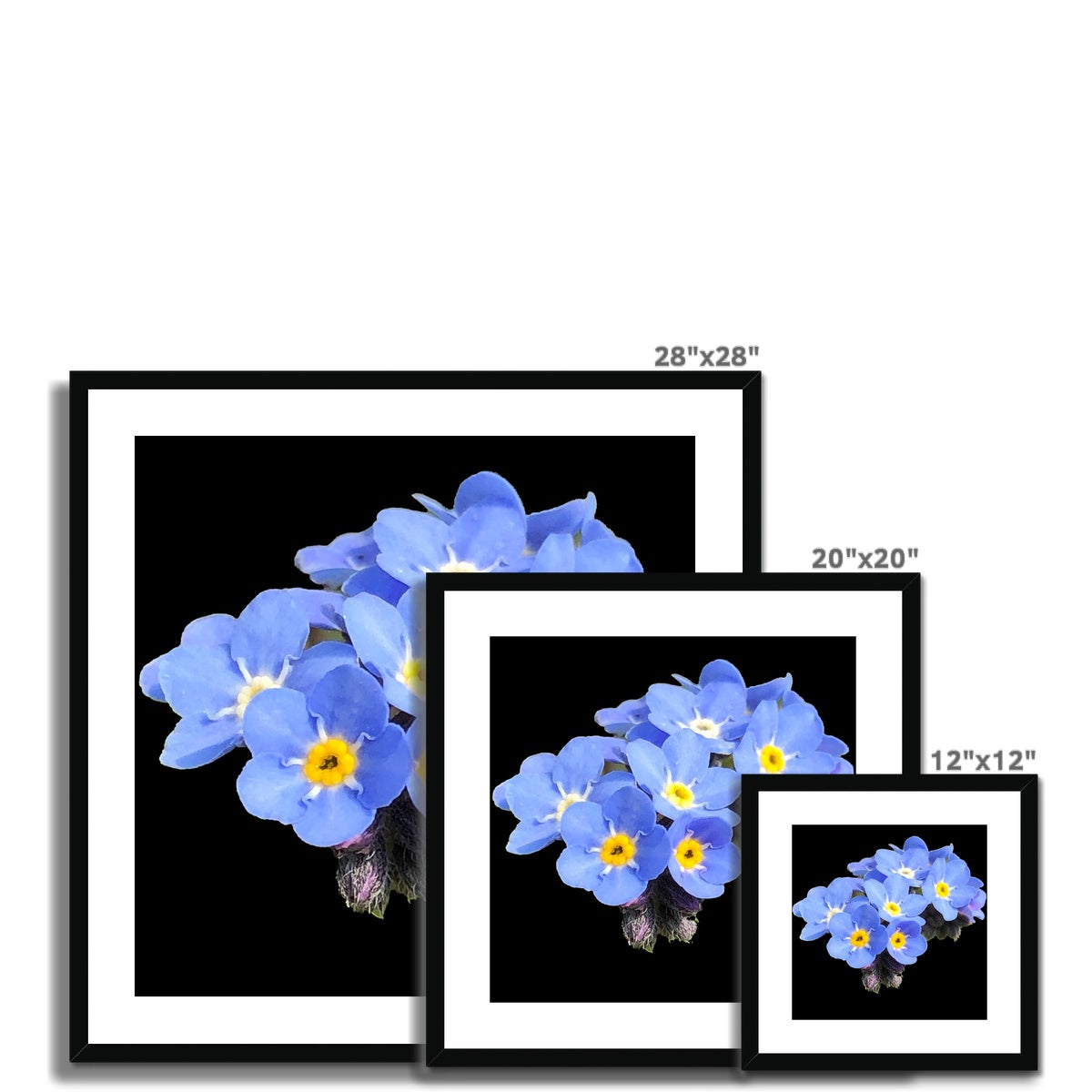 Forget me Not Print Framed & Mounted Print