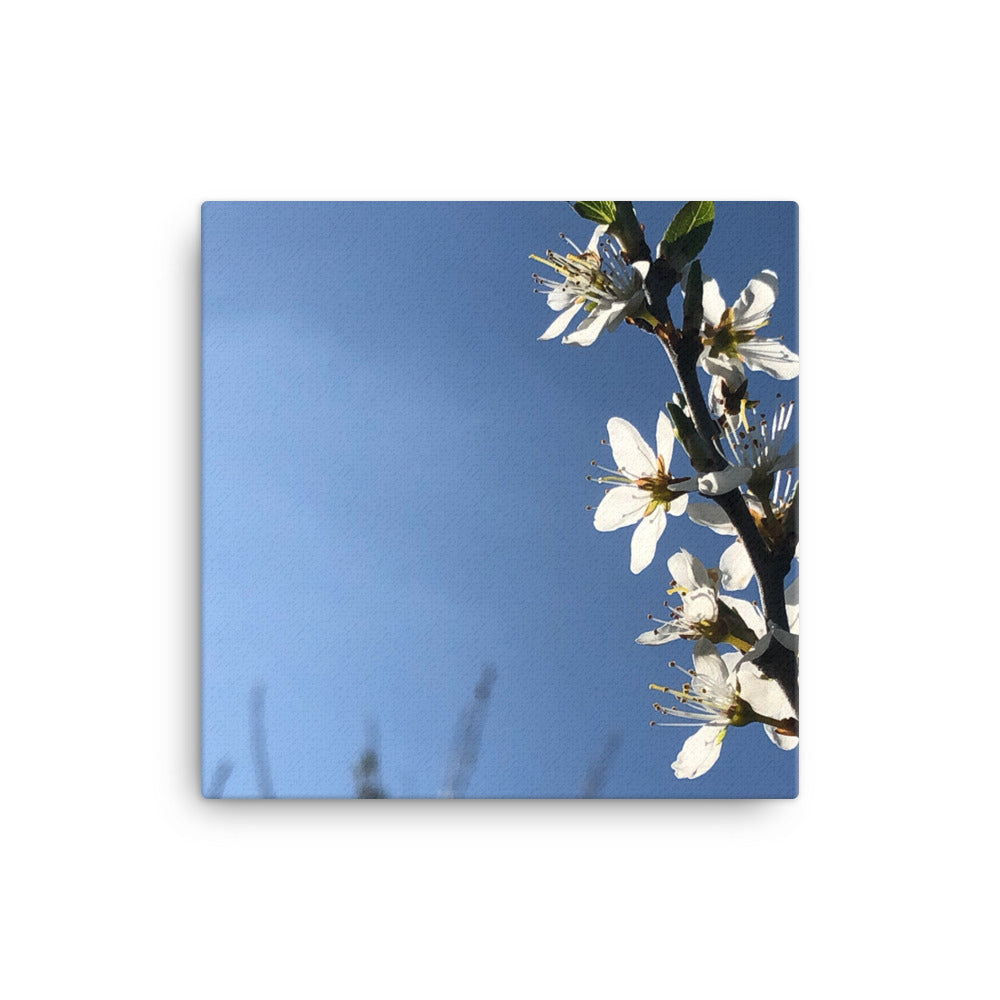 "Less is sometimes more" White Flower Canvas - Nature of Flowers