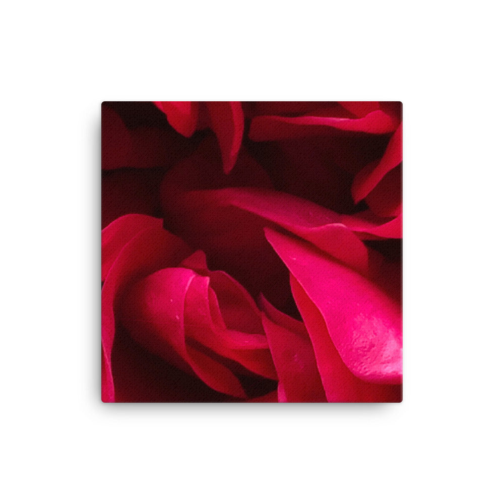 "Back inside to feel the warmth" Red Flower Canvas - Nature of Flowers
