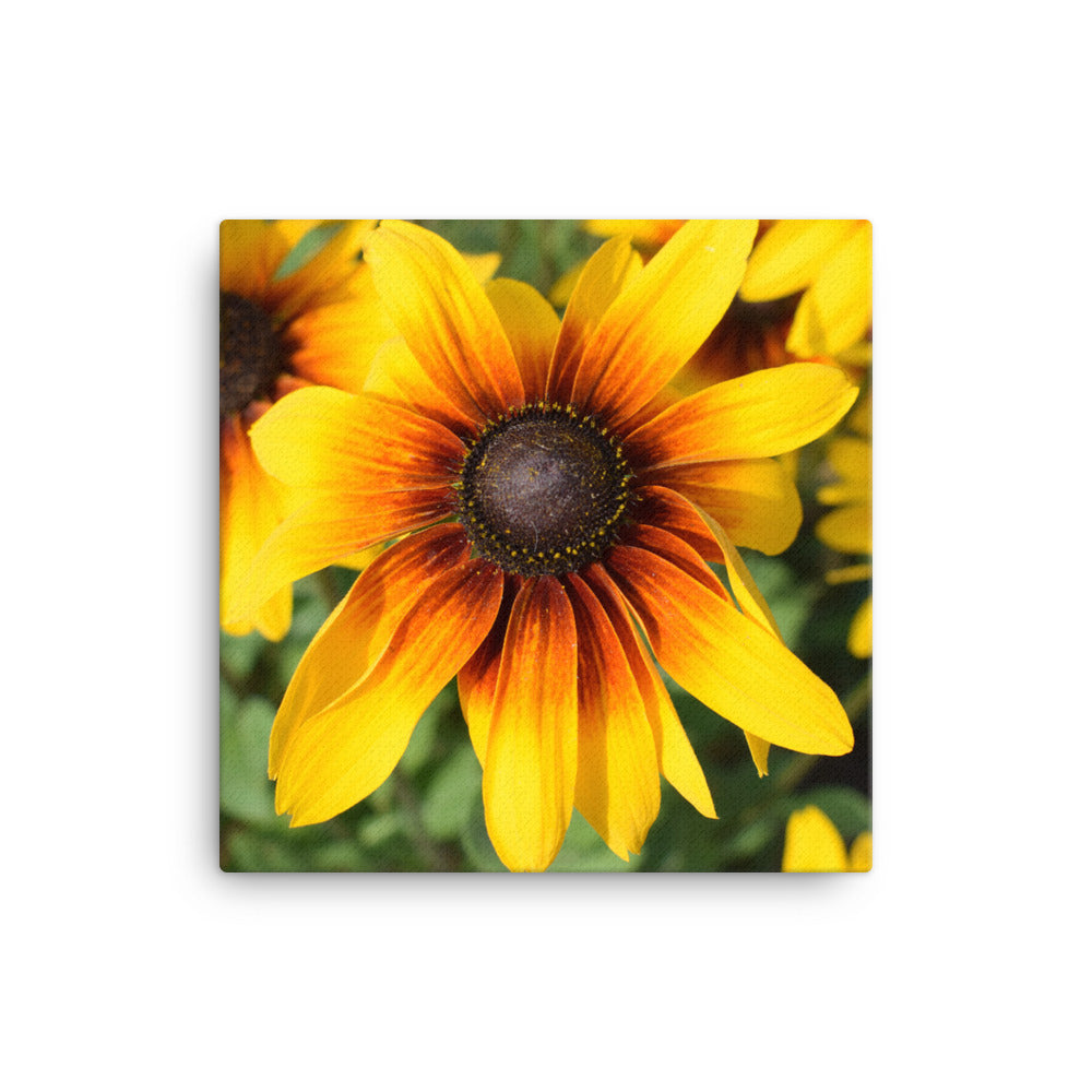 "Bursting with colour" Yellow Flower Canvas - Nature of Flowers