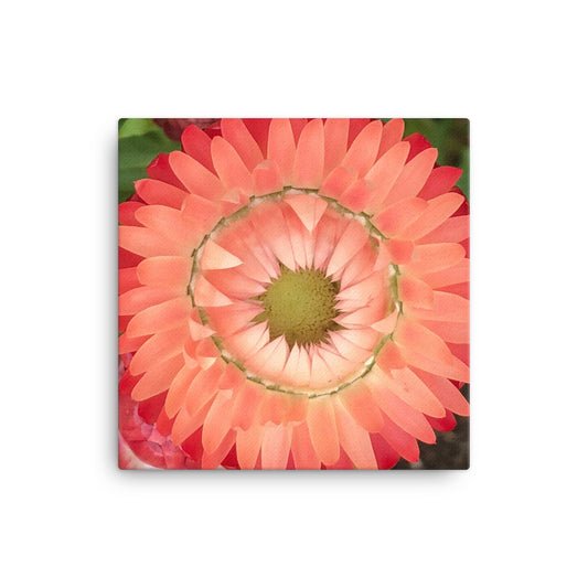 "Completing the circle inside the circle" Pink Flower Canvas - Nature of Flowers