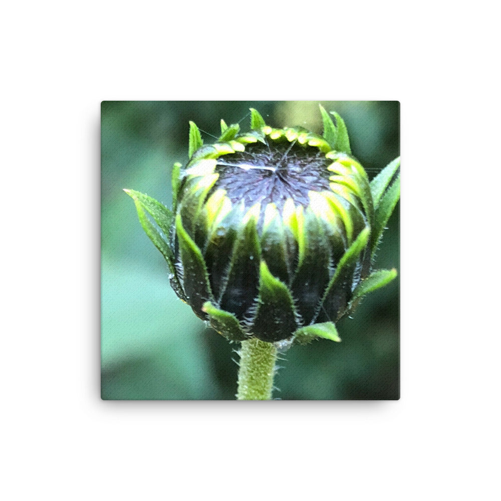"The next flower waiting to happen" Green Flower Canvas - Nature of Flowers