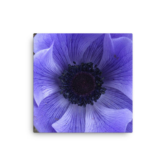 "Catching the blue wave" Blue Flower Canvas - Nature of Flowers
