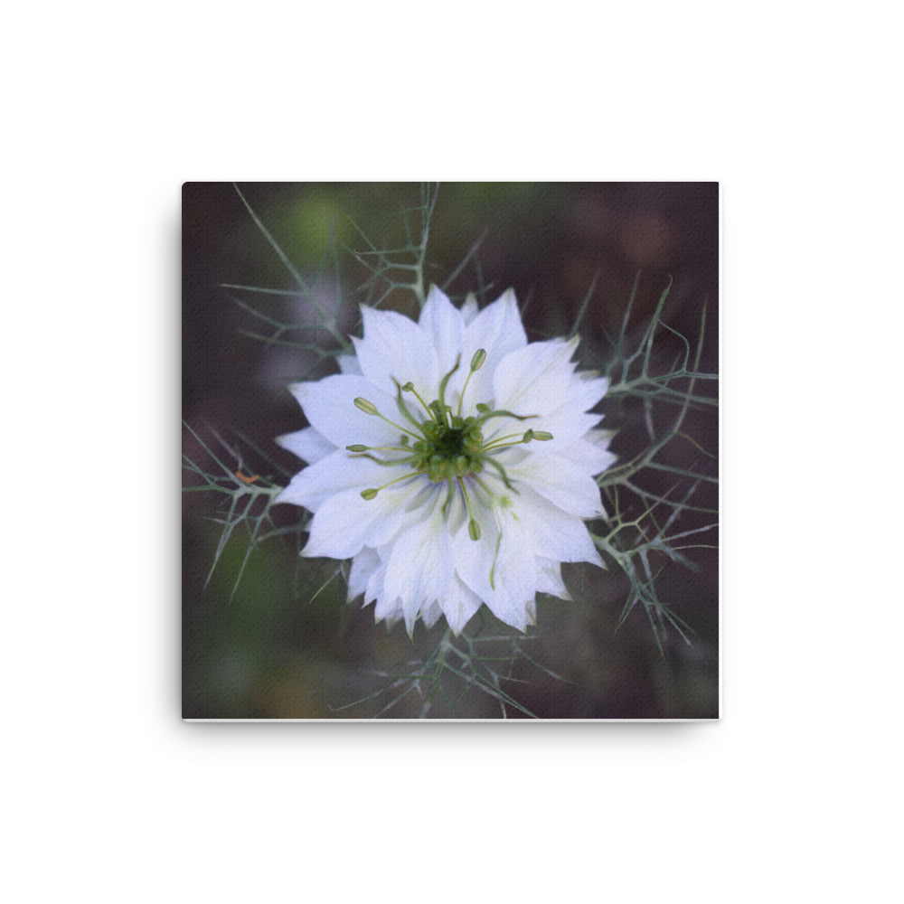 "For Someone Special" White Flower Canvas - Nature of Flowers