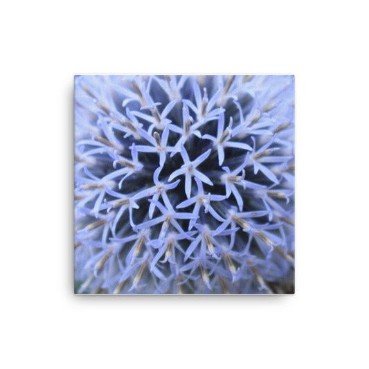 "The Blue Maze Circle" Blue Flower Canvas - Nature of Flowers