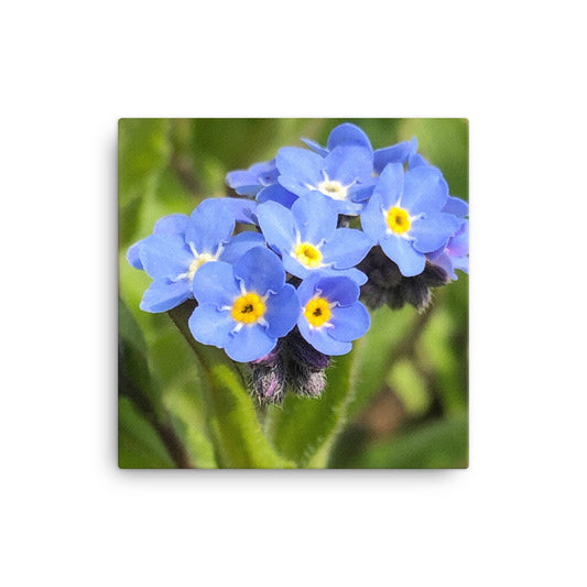 "The floating forget me nots" Blue Flower Canvas - Nature of Flowers