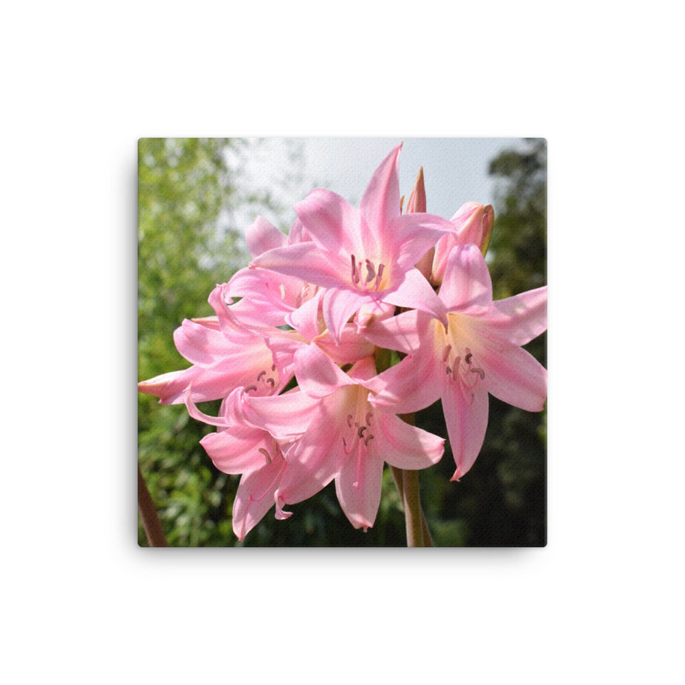 "Pink Lily" Pink Flower Canvas - Nature of Flowers