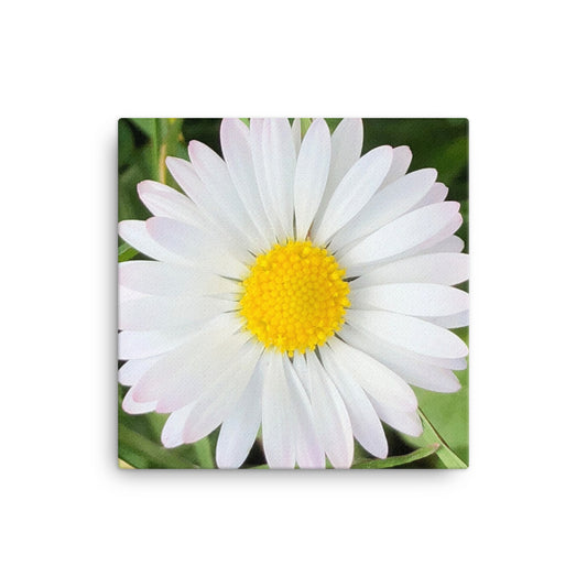"Completing the almost perfect circle" White and Yellow Daisy Flower Canvas - Nature of Flowers