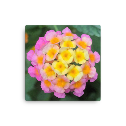 "The Rainbow Effect in Bloom" Yellow Orange Pink Flower Canvas - Nature of Flowers